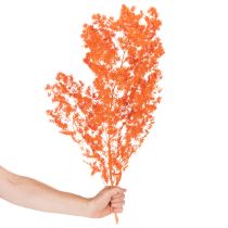 Itens Ramo de flores de aspargo secas, tingidas, 65 cm, 80 g