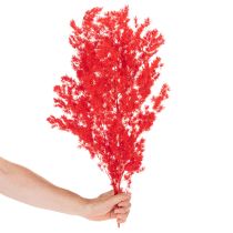 Itens Maço de aspargos secos para arranjos florais, 65 cm, 80 g