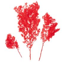 Itens Maço de aspargos secos para arranjos florais, 65 cm, 80 g