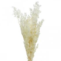 Itens Aspargos decoração seca grama ornamental seca branca 80g