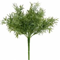 Itens Aspargo bush