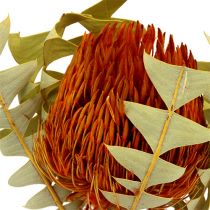 Banksia Baxterii Laranja 8 unidades
