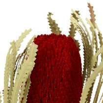 Itens Banksia Hookerana vermelho 7pcs