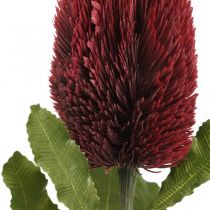 Flor Artificial Banksia Vermelho Borgonha Exóticos Artificiais 64cm