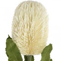 Itens Flor Artificial Banksia Branco Creme Artificial Exóticos 64cm