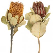 Banksia coccinea flores secas natureza 10pcs