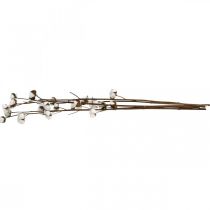 Itens Ramo de algodão, ramo decorativo de algodão, algodão verdadeiro C80cm 5 peças