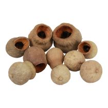 Itens Cápsula de fruta Bellgum fruta decoração natural marrom 500g