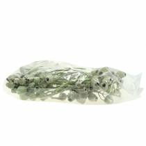 Itens Ramo de Bellgum 5cm - 7cm verde fosco 20 unid.