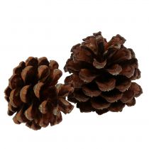 Pinha de montanha pequena natureza 1kg
