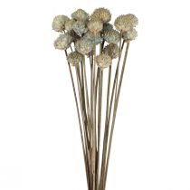 Decoração de flores secas com margarida selvagem azul verde Alt.36cm 20 unidades