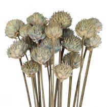 Itens Decoração de flores secas com margarida selvagem azul verde Alt.36cm 20 unidades