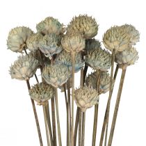 Decoração de flores secas com margarida selvagem azul verde Alt.36cm 20 unidades
