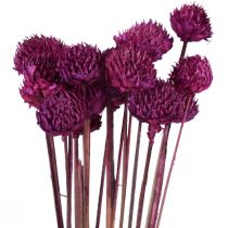 Decoração de flores secas de margarida selvagem violeta Alt.36cm 20 unidades