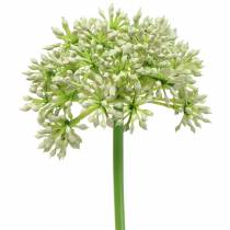 Allium branco artificial 55cm