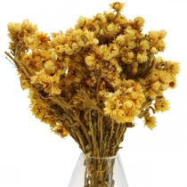 Mini Flor de Palha Flores Secas Amarelas Buquê Seco H20cm 15g