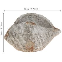 Itens Vaso concha pedra cinza antigo marítimo 22×18×13cm