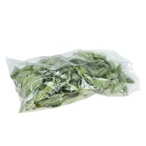 Itens Brachyciton Verde fosco 500g