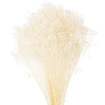 Itens Flores secas branqueadas Broom Bloom, brancas, longa validade, 100g