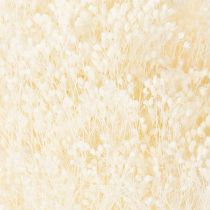 Itens Flores secas branqueadas Broom Bloom, brancas, longa validade, 100g