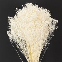 Itens Flores secas branqueadas Broom Bloom, brancas, longa validade, 100g