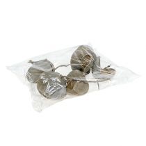 Itens Nozes de Buda 8-10cm lavadas de branco 10 unidades