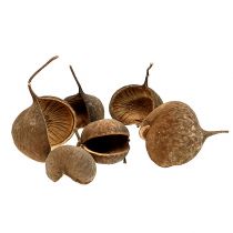 Natureza de noz de Buda 15pcs