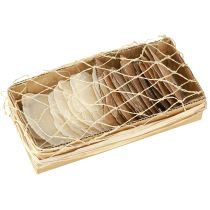 Itens Discos Capiz em conchas de ouro natural 60 peças