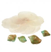 Itens Concha de madrepérola Capiz Fatias de madrepérola Concha de caracol marinho verde 3,5–9,5cm 750g