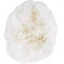 Itens Marítimo, conchas Capiz 5–10 cm, madrepérola, item natural 1 kg