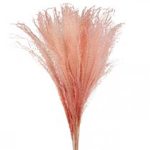 Itens Junco chinês grama seca rosa claro Miscanthus H75cm 10p