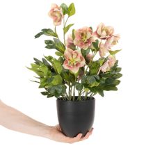 Itens Planta artificial de heléboro em vaso, rosa de Natal, para decoração de casa, 50 cm
