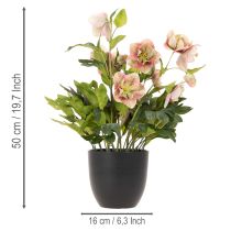 Itens Planta artificial de heléboro em vaso, rosa de Natal, para decoração de casa, 50 cm