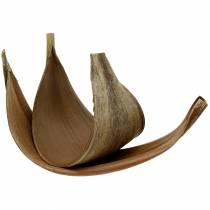 Itens Folha de palmeira de coco Galara curvada