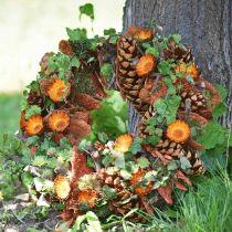 Cones Pinus Maritima 10cm - 15cm natural 3uds