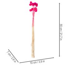 Itens Arranjo de flores secas de Craspedia para arranjos florais, 55 cm, 20 peças