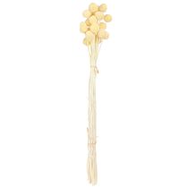 Itens Craspedia Flores Secas Creme para Decoração 20 unidades 50-55cm