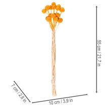 Itens Buquê de flores secas de Craspedia, 55cm, 20 peças