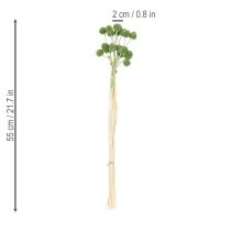 Itens Bolas de flores de Craspedia secas para decoração elegante de outono, 55 cm, 20 unidades.