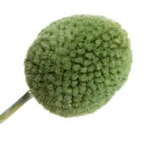 Itens Bolas de flores de Craspedia secas para decoração elegante de outono, 55 cm, 20 unidades.