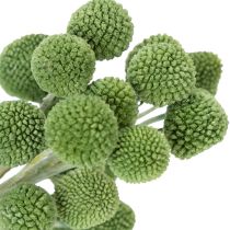 Itens Bolas de flores de Craspedia secas para decoração elegante de outono, 55 cm, 20 unidades.