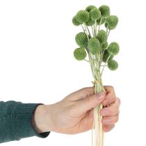 Itens Bolas de flores de Craspedia secas para decoração elegante de outono, 55 cm, 20 unidades.