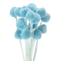 Arranjo de flores secas de Craspedia para vaso, estilo minimalista, decoração de verão duradoura, 55cm, 20 peças.