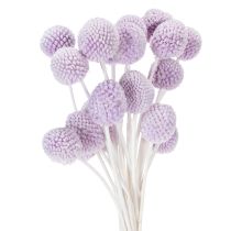 Itens Arranjo de flores secas de Craspedia para decoração de mesa moderna em sua casa, 55cm, 20 peças.