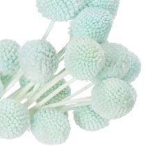 Itens Arranjo de flores secas de Craspedia, arranjo decorativo para sala de estar, decoração de mesa, casamento, 55 cm, 20 peças.