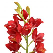Orquídea Cymbidium Vermelho 78cm