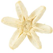 Itens Flor decorativa branqueada 12 peças