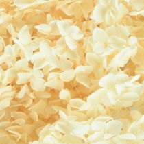 Itens Hortênsia Decorativa Creme Flor Real Preservada Ø20cm 1 un