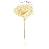 Itens Hortênsia Decorativa Creme Flor Real Preservada Ø20cm 1 un