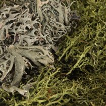 Itens Musgo decorativo – musgo e líquen verdadeiros para arranjos florais 250g
